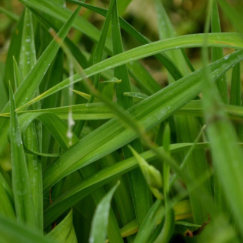 Hemerocallis Summer Wine - Daylily (Foliage)