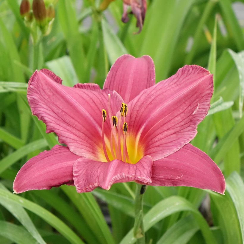 Hemerocallis Summer Wine - Daylily (Flowering)