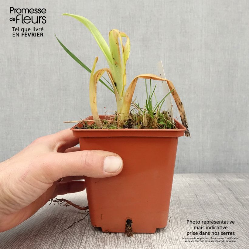 Hemerocallis Veins of Truth - Daylily 1L/1.5L pot sample as delivered in winter
