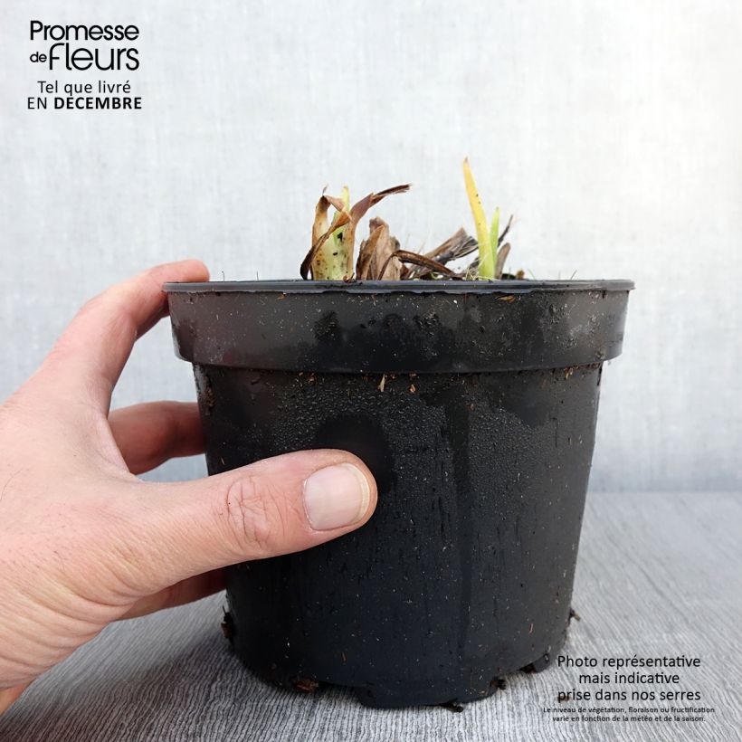 Hemerocallis White Temptation - Daylily 2L/3L pot sample as delivered in autumn
