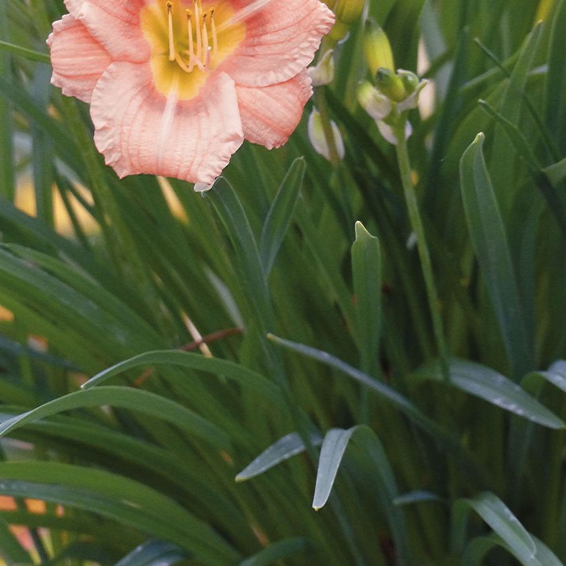 Hemerocallis Everydaylily Rose - Daylily (Foliage)