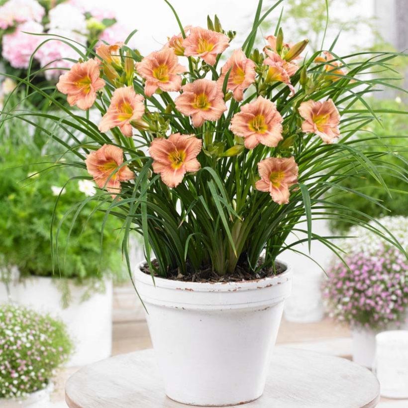 Hemerocallis Everydaylily Rose - Daylily (Plant habit)