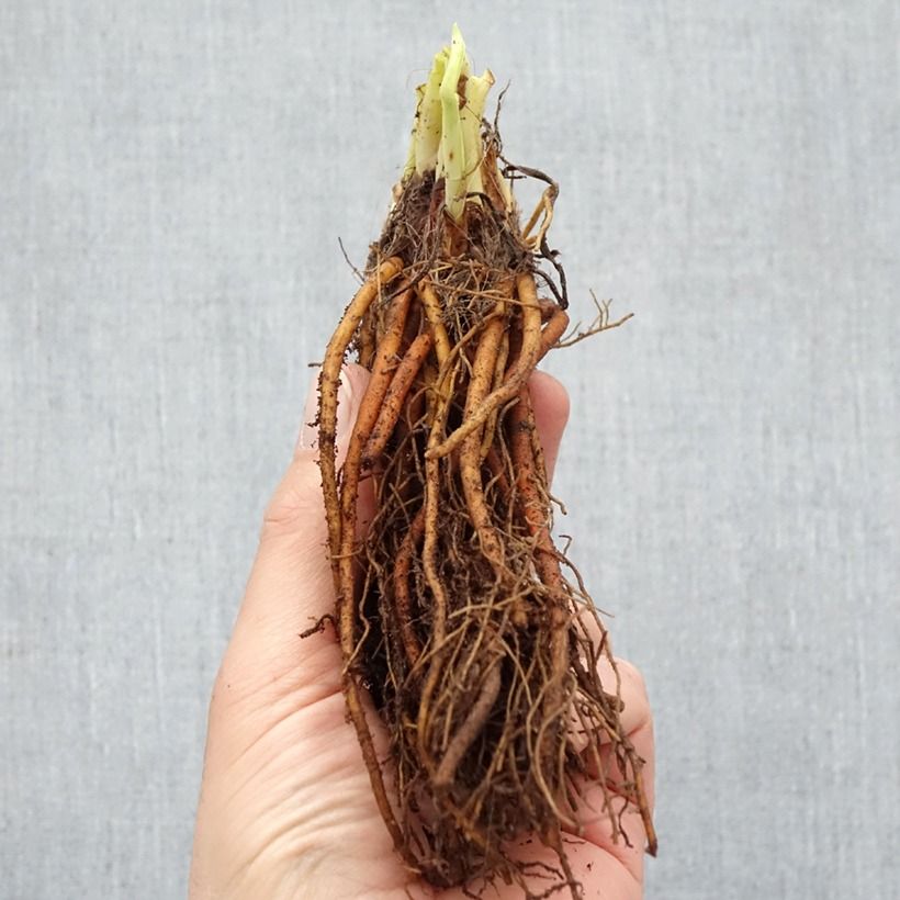 Hemerocallis Everydaylily Rose - Daylily Bare root sample as delivered in winter