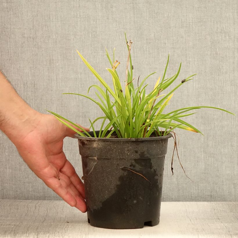 Hemerocallis Everydaylily Rose - Daylily 2L/3L pot sample as delivered in summer