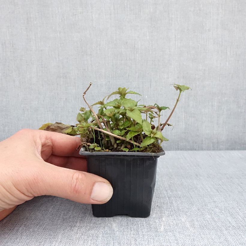 Hemiboea subcapitata Godet de 8/9 cm sample as delivered in spring