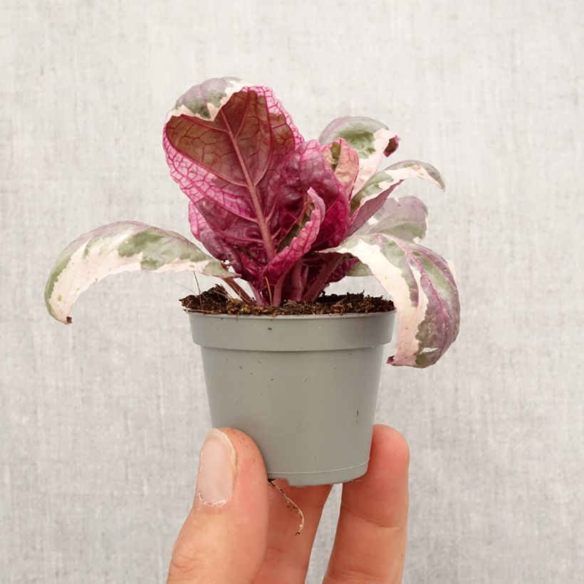 Hemigraphis alternata Snow White - Purple Waffle plant Mini-plante sample as delivered in spring