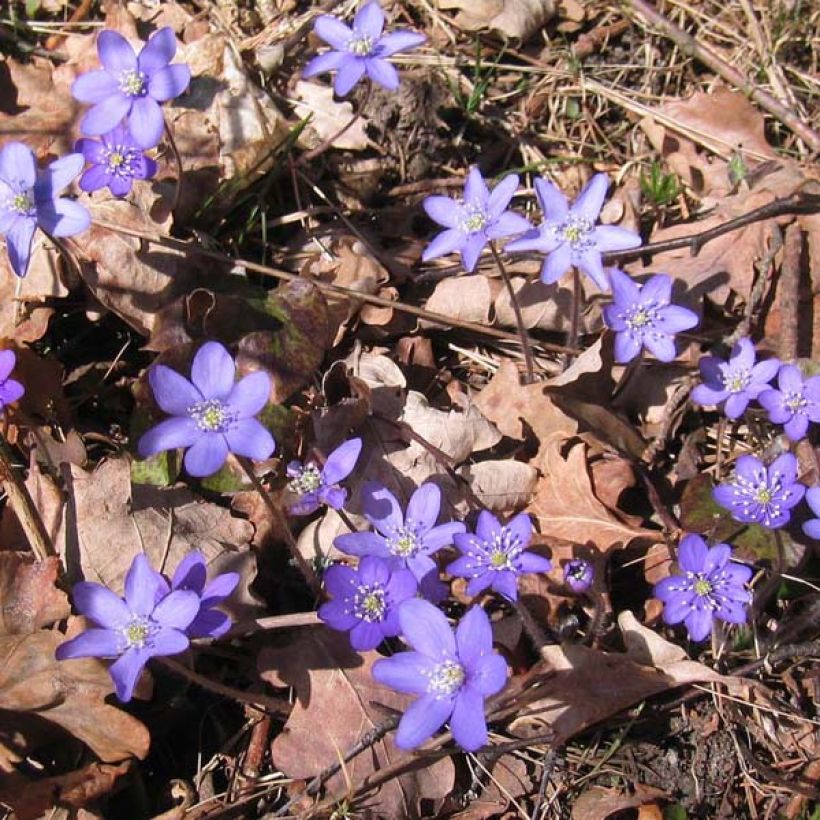 Hepatica nobilis (Plant habit)