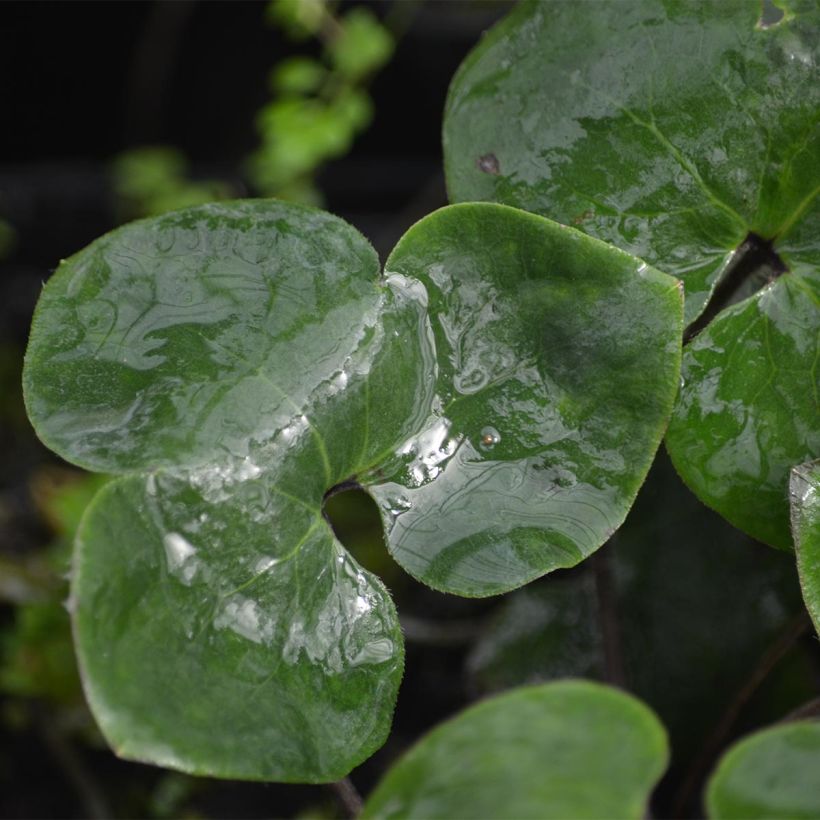 Hepatica nobilis (Foliage)