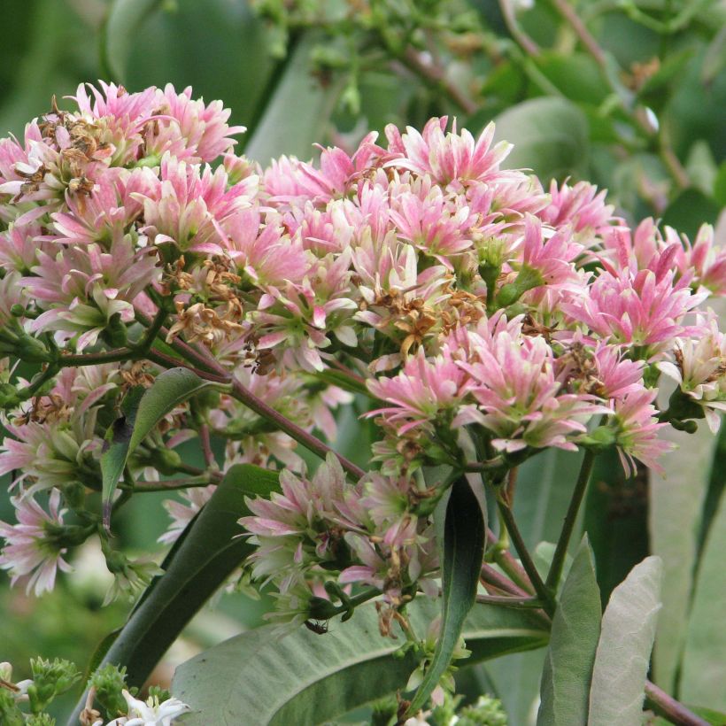 Heptacodium miconioides - Seven-son Tree (Flowering)