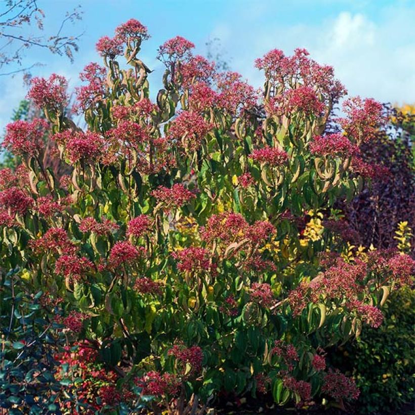 Heptacodium miconioides - Seven-son Tree (Plant habit)