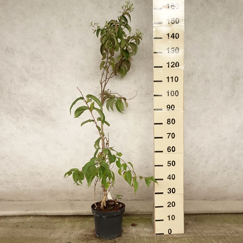 Heptacodium miconioides - Seven-son Tree 7.5L/10L pot sample as delivered in summer