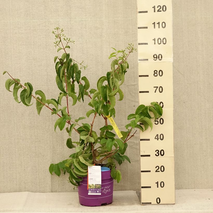 Heptacodium miconioides Tianshan (R) 7.5L/10L pot sample as delivered in summer