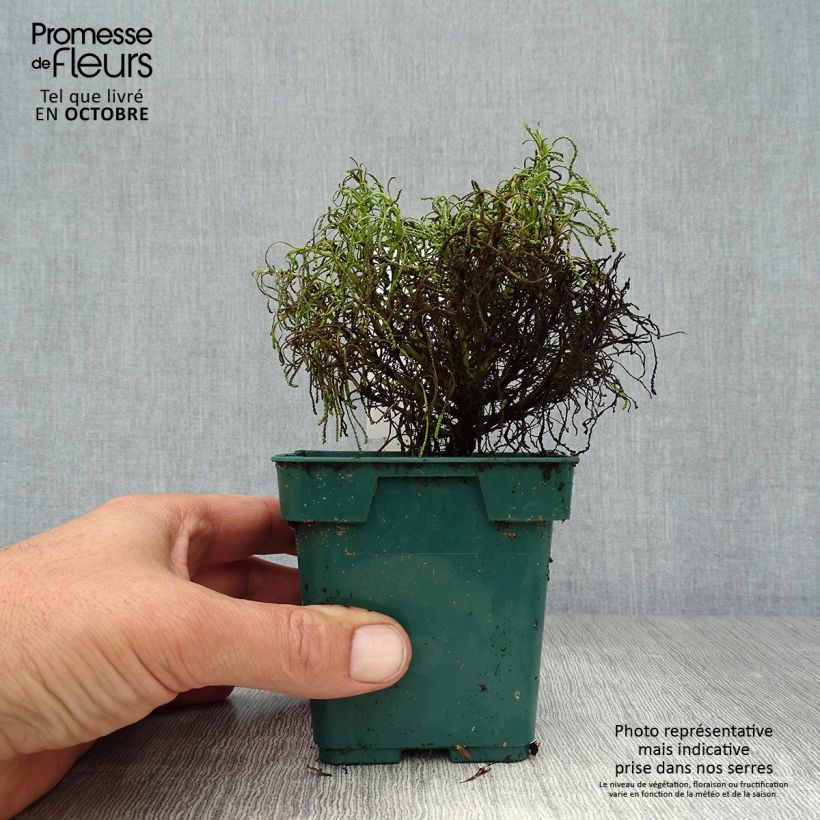 Santolina viridis 8/9 cm pot sample as delivered in autumn