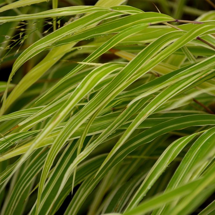 Hakonechloa macra Albostriata - Japanese Forest Grass (Foliage)