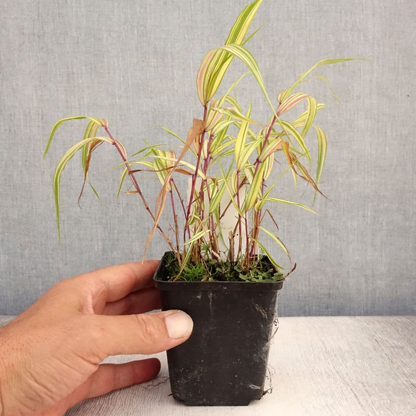 Hakonechloa macra Naomi - Japanese Forest Grass 8/9 cm pot sample as delivered in summer