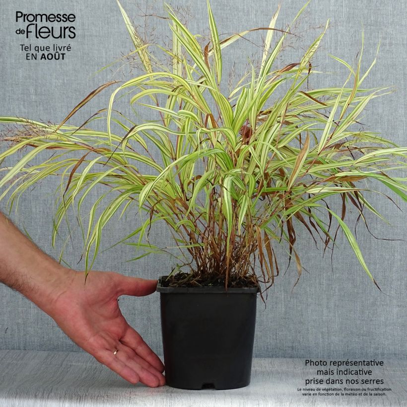 Hakonechloa macra Naomi - Japanese Forest Grass 2L/3L pot sample as delivered in summer
