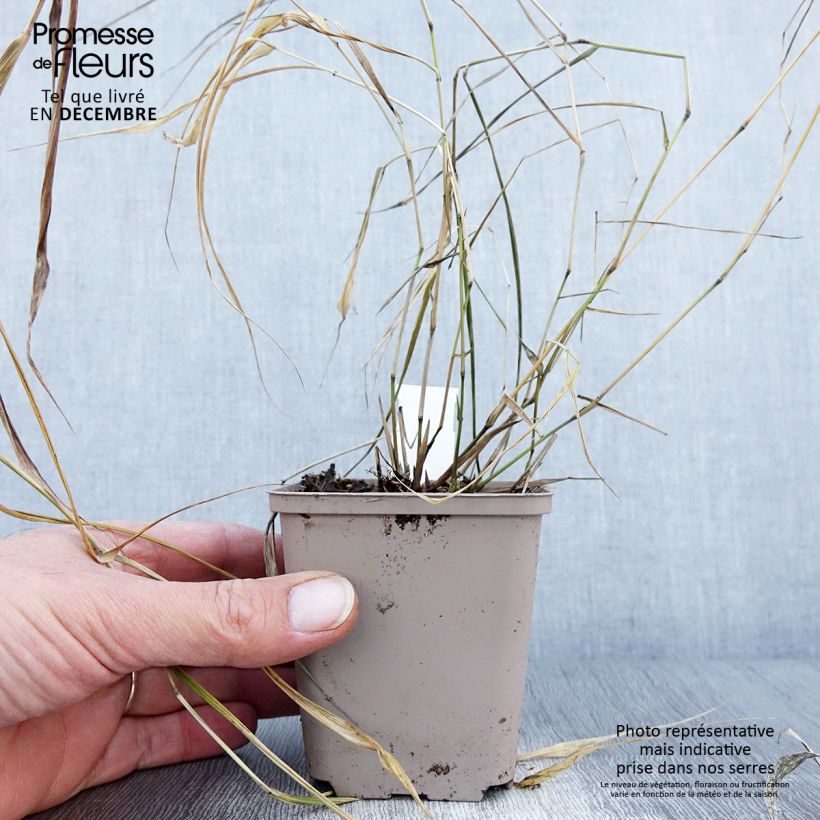 Hakonechloa macra Nicolas - Japanese Forest Grass 8/9 cm pot sample as delivered in autumn