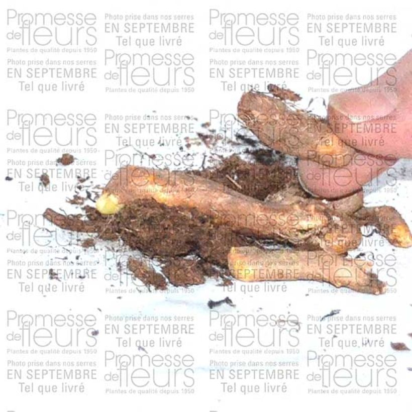Example of Hermodactylus tuberosus - Tuber Iris Bulb specimen as delivered