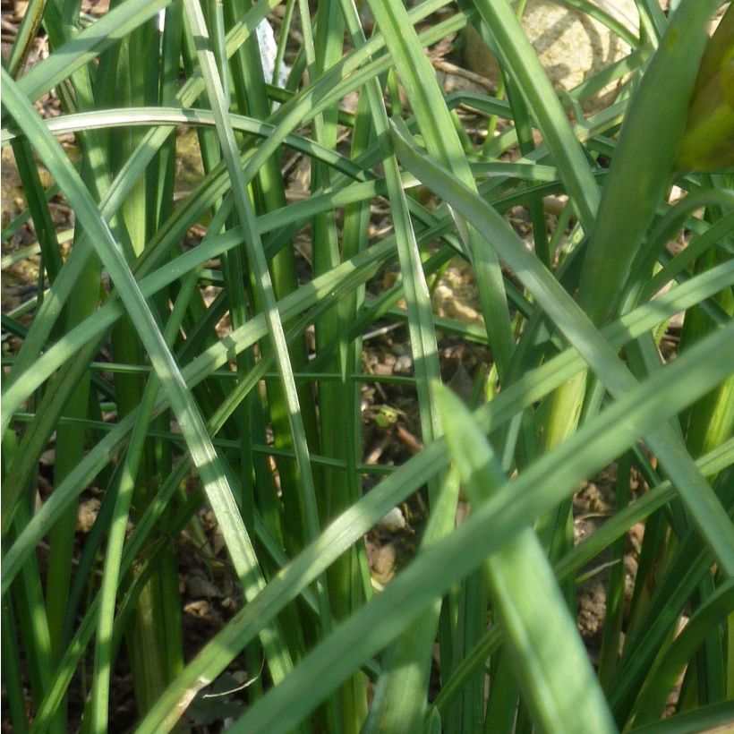 Hermodactylus tuberosus - Tuber Iris (Foliage)