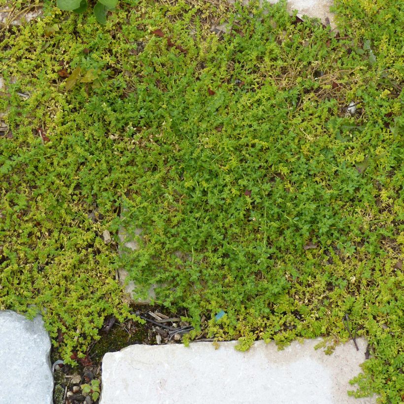 Herniaria glabra (Plant habit)
