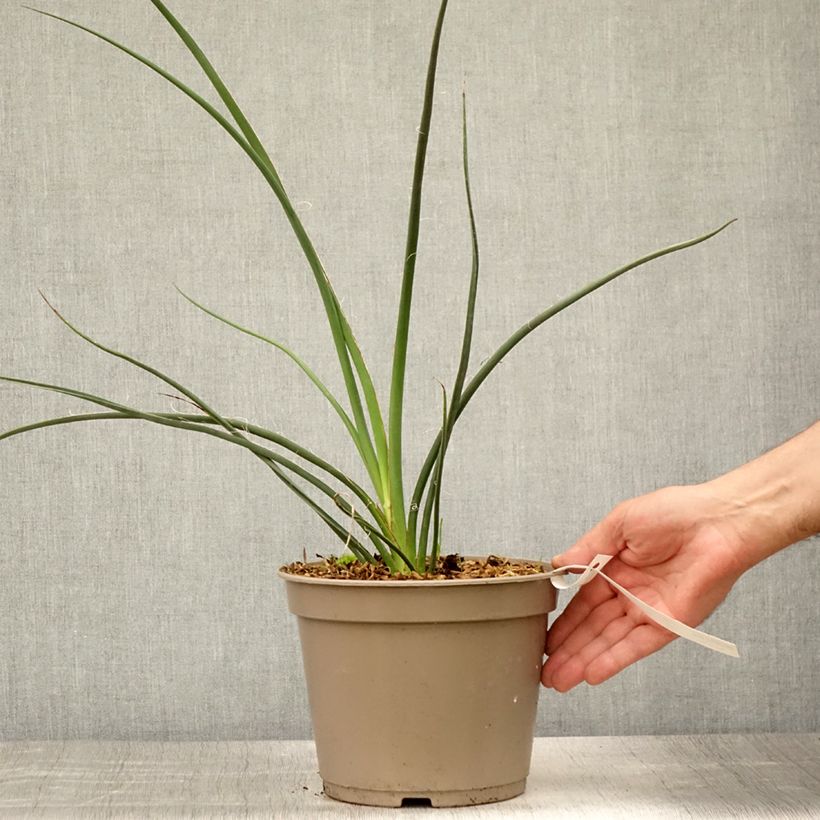 Hesperaloe parviflora Rubra - Red Yucca 2L/3L pot sample as delivered in summer