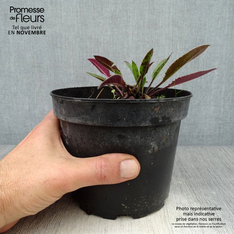 Hesperis matronalis Alba 2L/3L pot sample as delivered in autumn