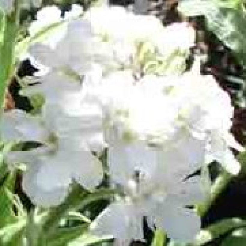 Hesperis matronalis Flore Pleno (Flowering)