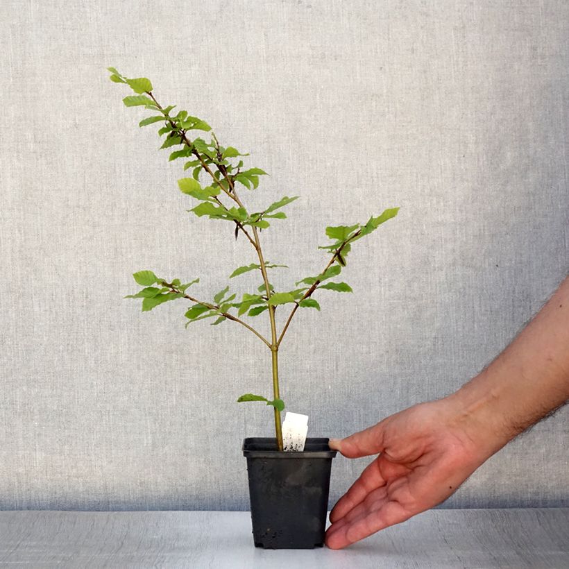 Fagus sylvatica - Beech 8/9 cm pot sample as delivered in summer