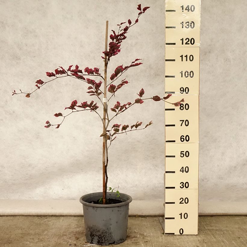 Fagus sylvatica Purpurea Tricolor - Beech 6L/7L pot sample as delivered in summer