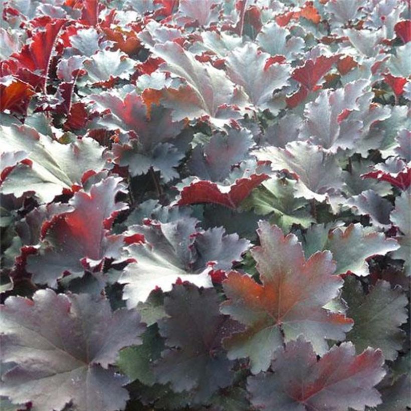 Heuchera Binoche (Foliage)