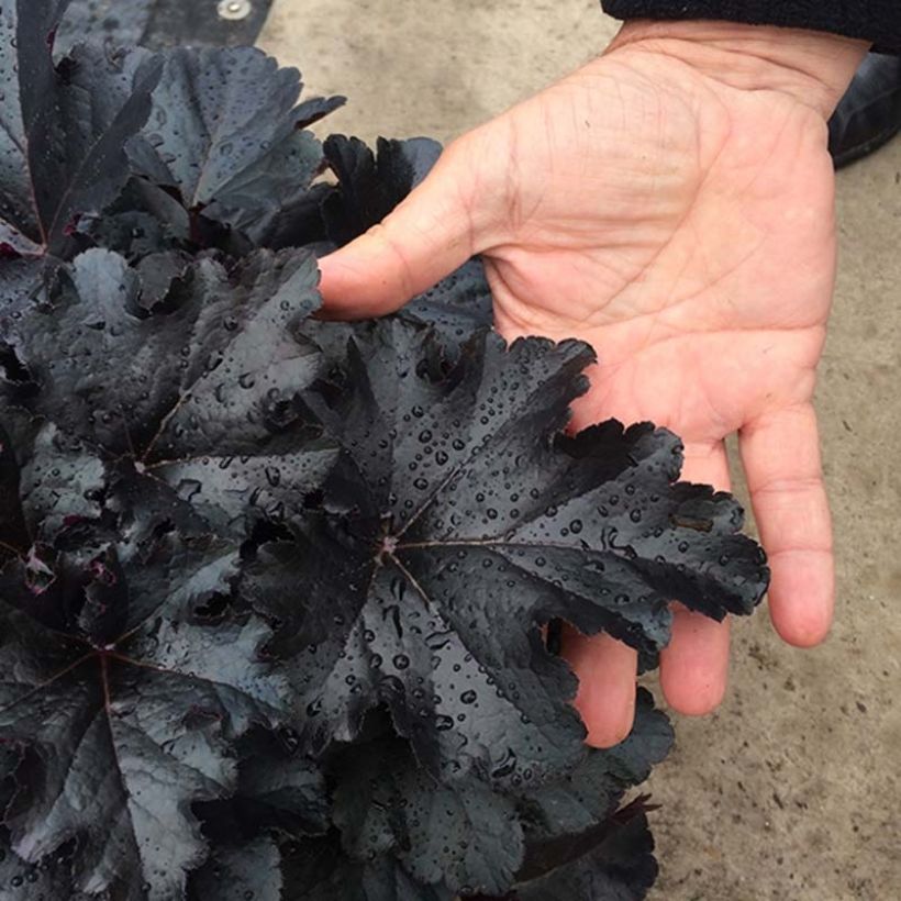 Heuchera villosa Black Pearl (Foliage)