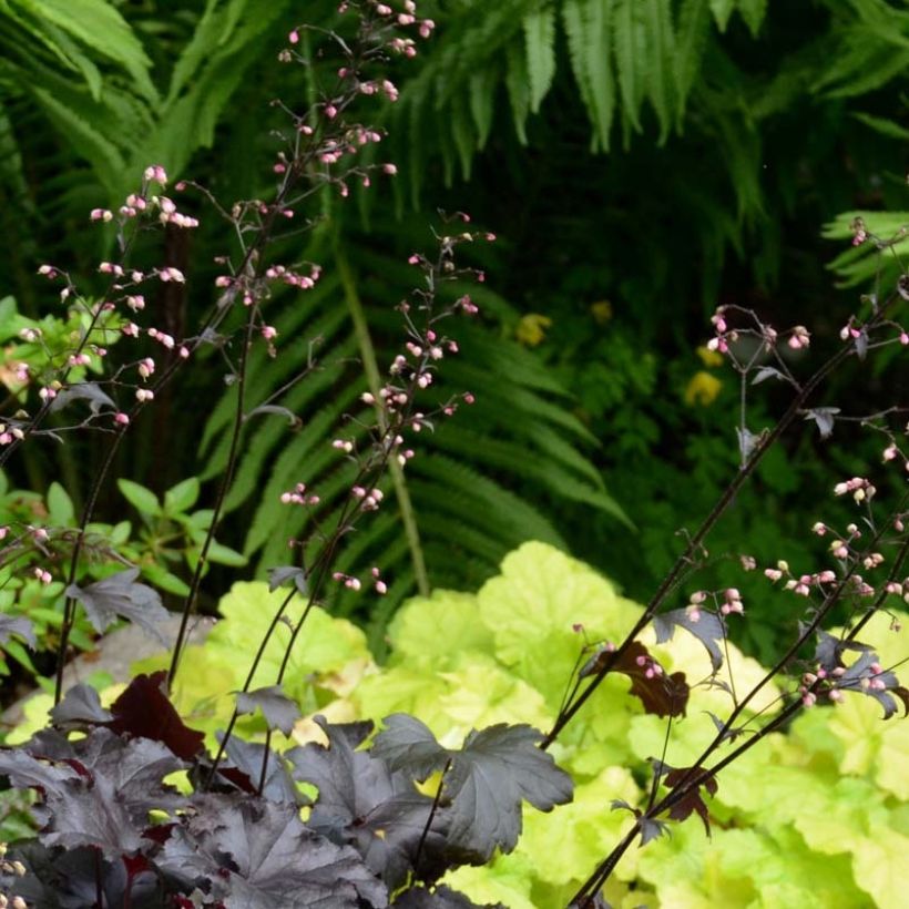 Heuchera villosa Black Pearl (Flowering)