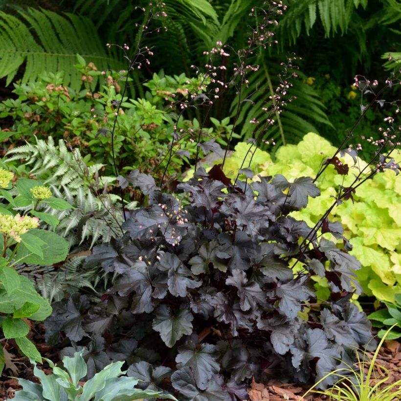 Heuchera villosa Black Pearl (Plant habit)