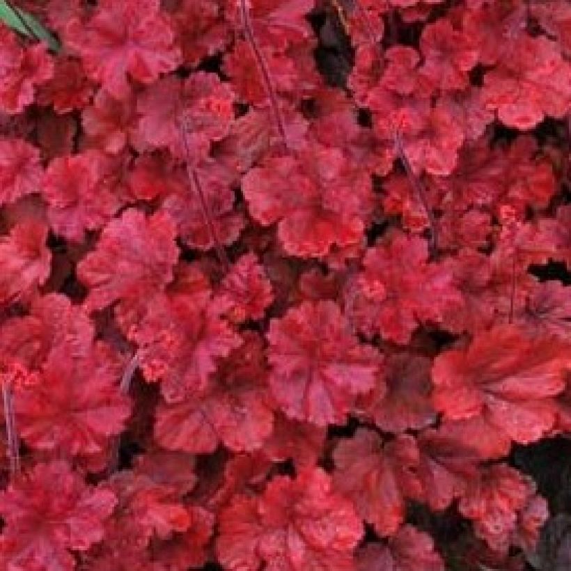 Heuchera Cherry Cola (Foliage)