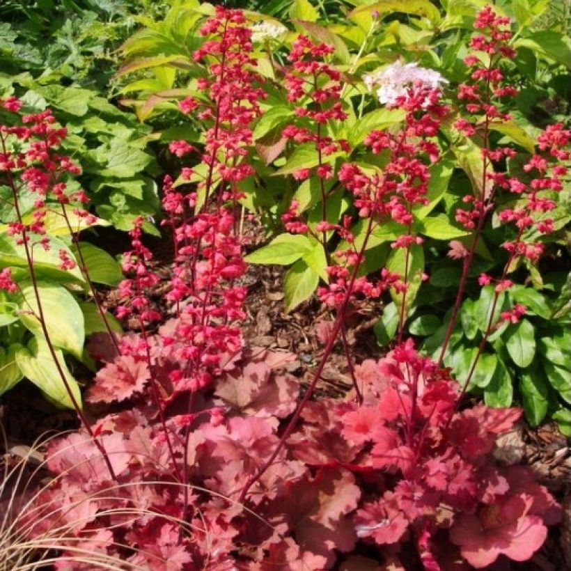 Heuchera Cherry Cola (Plant habit)