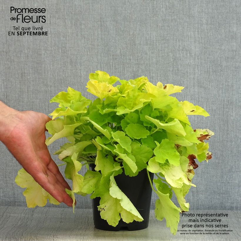 Heuchera hybrida Citronelle 1.5L/2L pot sample as delivered in summer