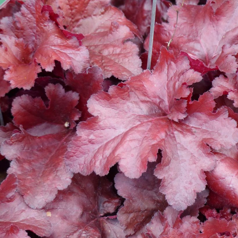 Heuchera Forever Red (Foliage)