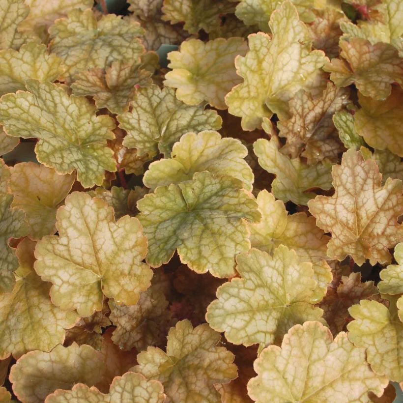 Heuchera Ginger Ale (Foliage)