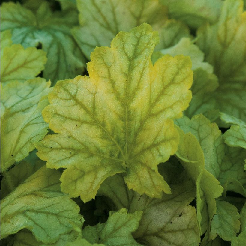 Heuchera Mint Julep (Foliage)