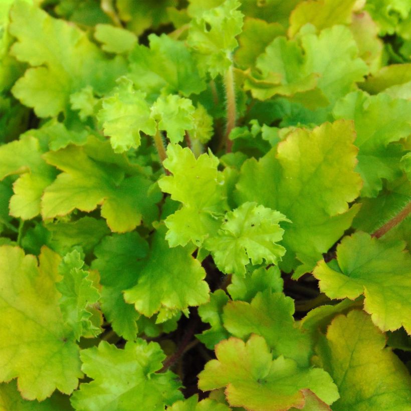 Heuchera Lime Marmalade (Foliage)