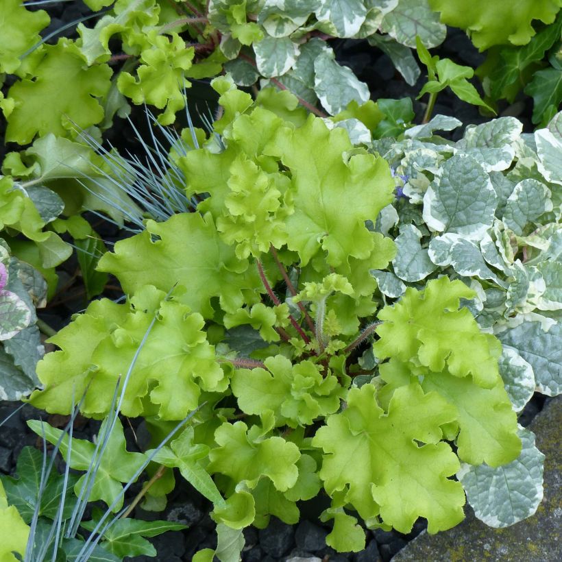 Heuchera Lime Marmalade (Plant habit)