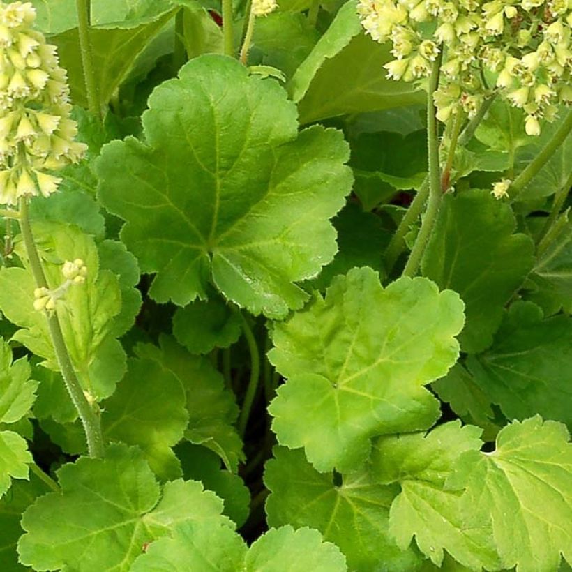 Heuchera hybrida Little Cutie Blondie in Lime (Foliage)