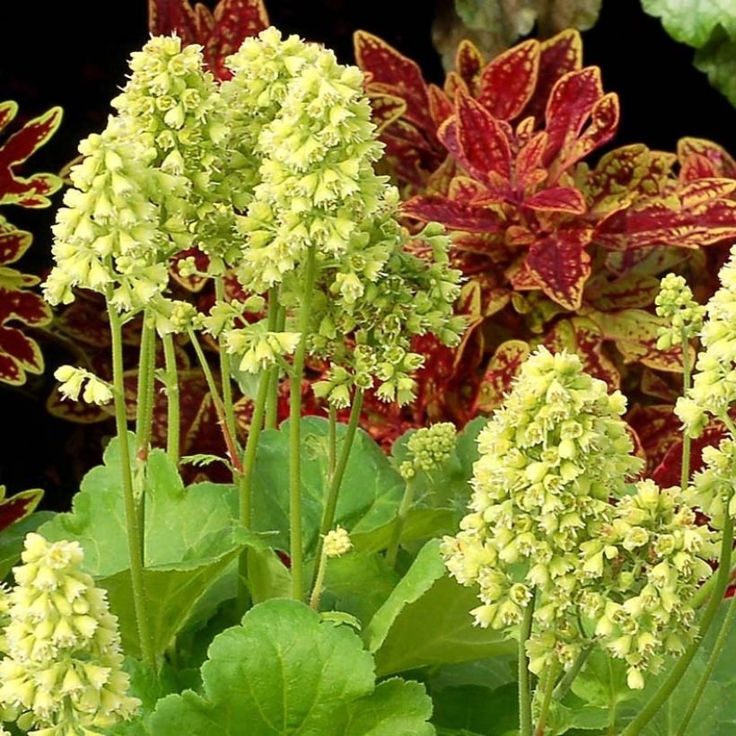 Heuchera hybrida Little Cutie Blondie in Lime (Flowering)