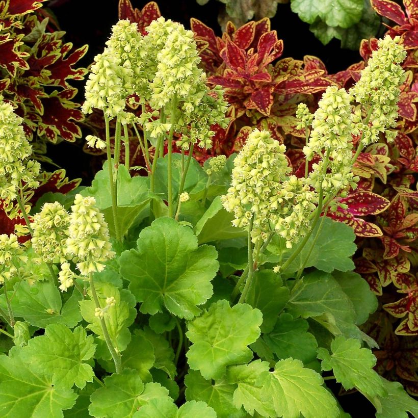 Heuchera hybrida Little Cutie Blondie in Lime (Plant habit)