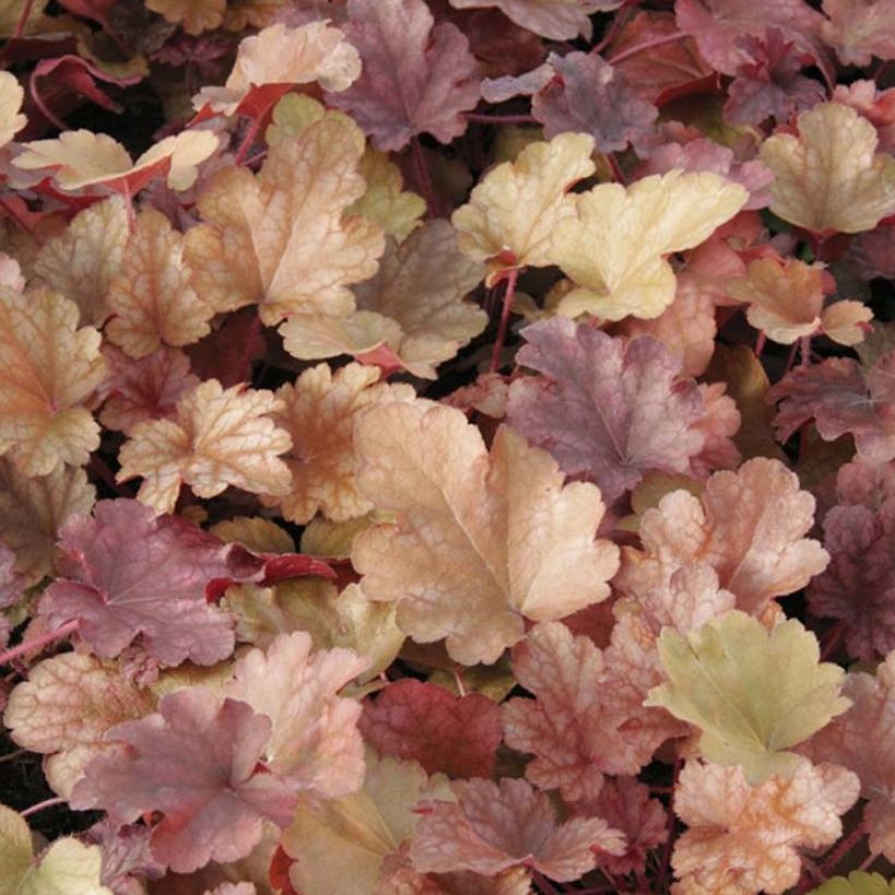 Heuchera Peach Flambé (Foliage)