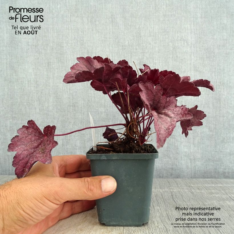 Heuchera Pink Panther 8/9 cm pot sample as delivered in summer