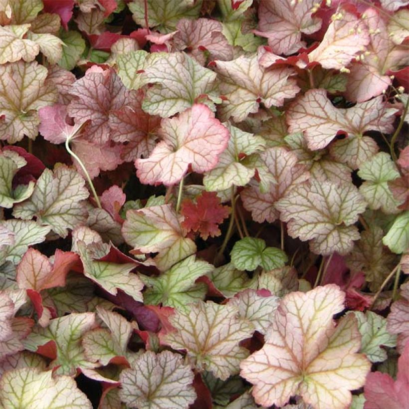 Heuchera Pinot Gris (Foliage)