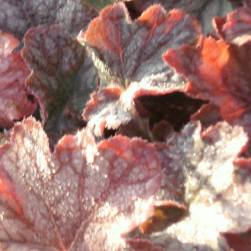 Heuchera villosa Pinot Noir (Foliage)