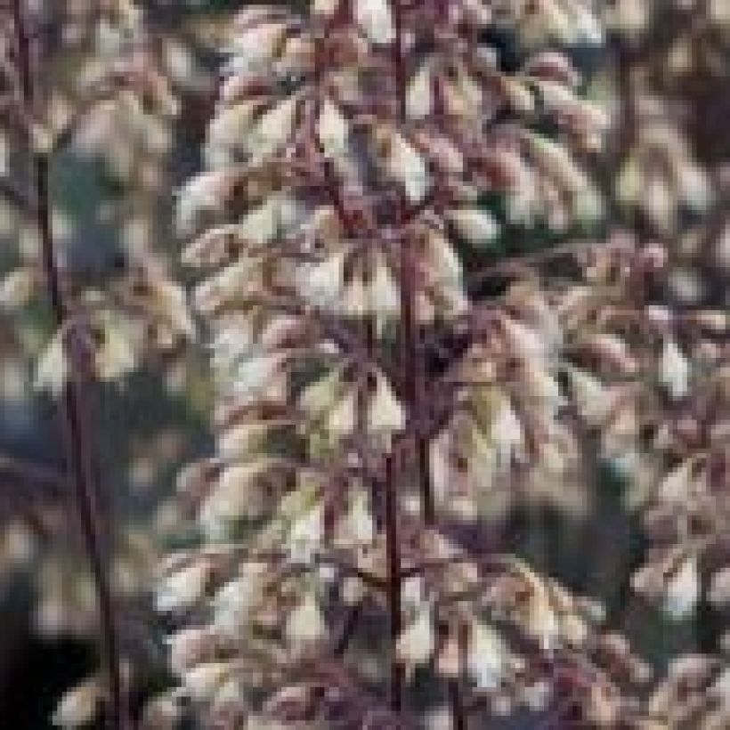 Heuchera villosa Pinot Noir (Flowering)