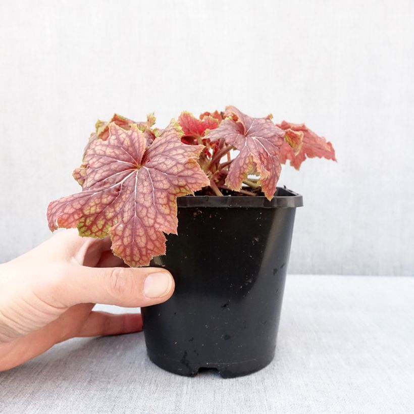 Heuchera Red Lightning 1.5L/2L pot sample as delivered in winter